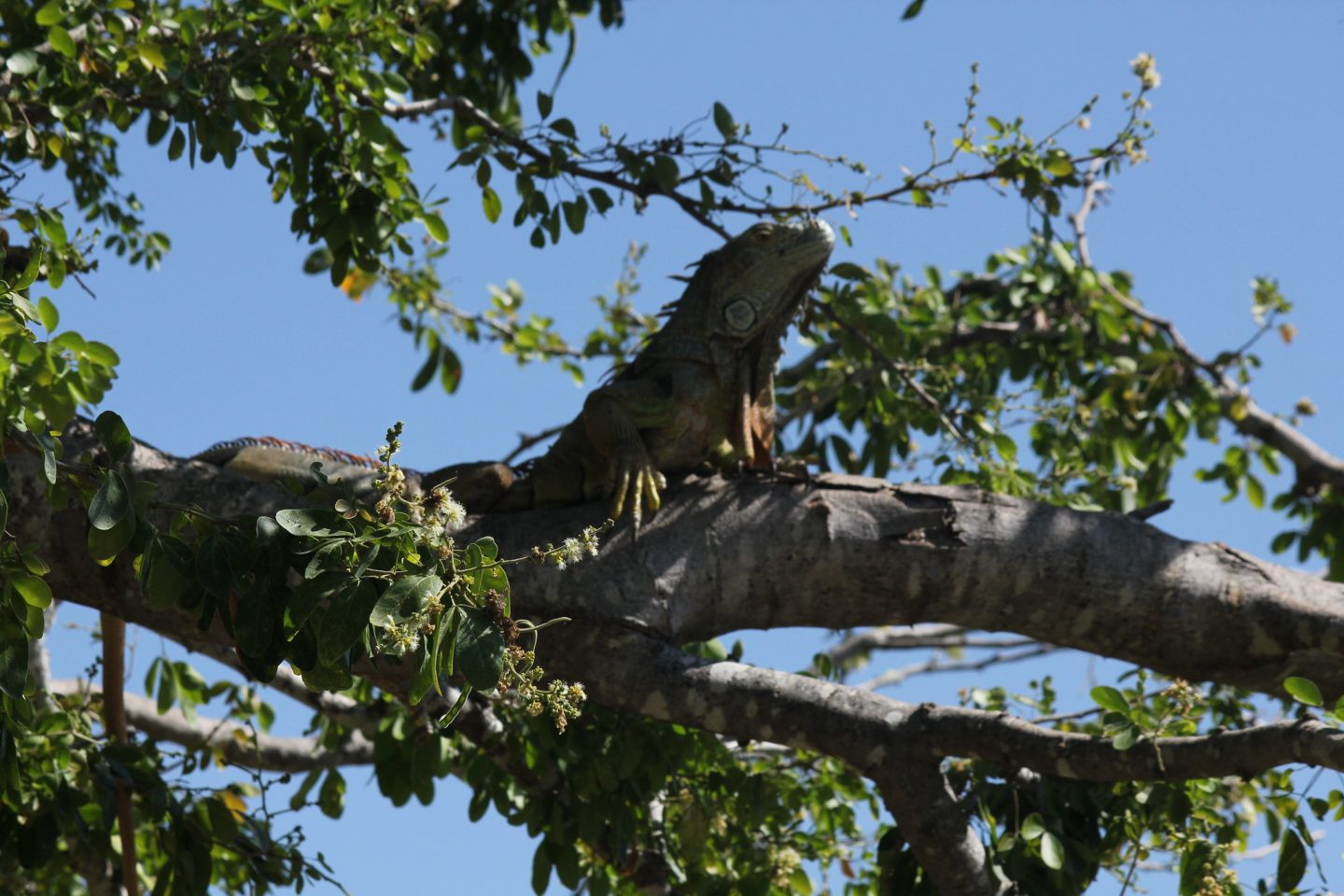 Iguana in a tree in Puerto Vallarta
